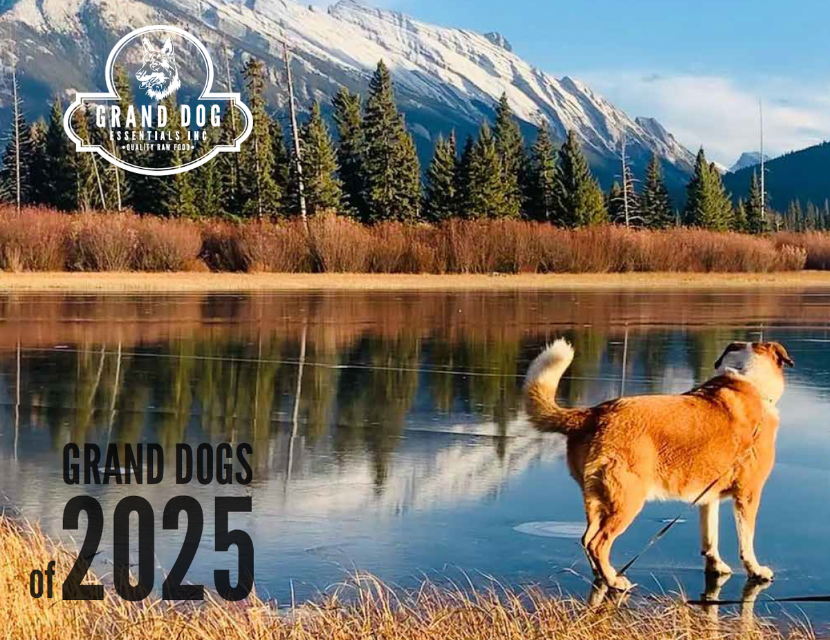 Grand Dogs of 2025 Calendar