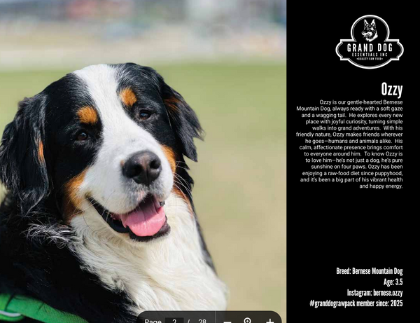 Grand Dogs & Cats of 2026 Calendar