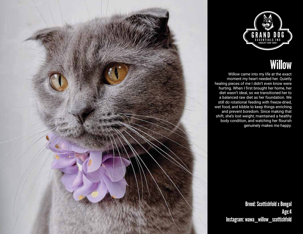 Grand Dogs & Cats of 2026 Calendar