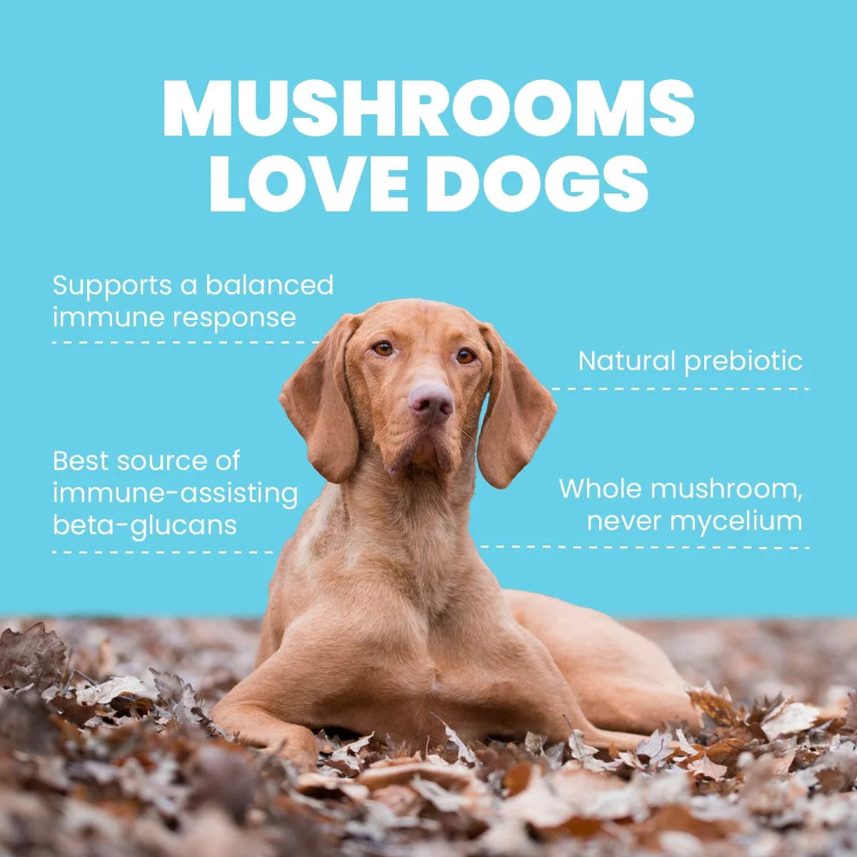 Turkey tail top mushroom cancer dogs