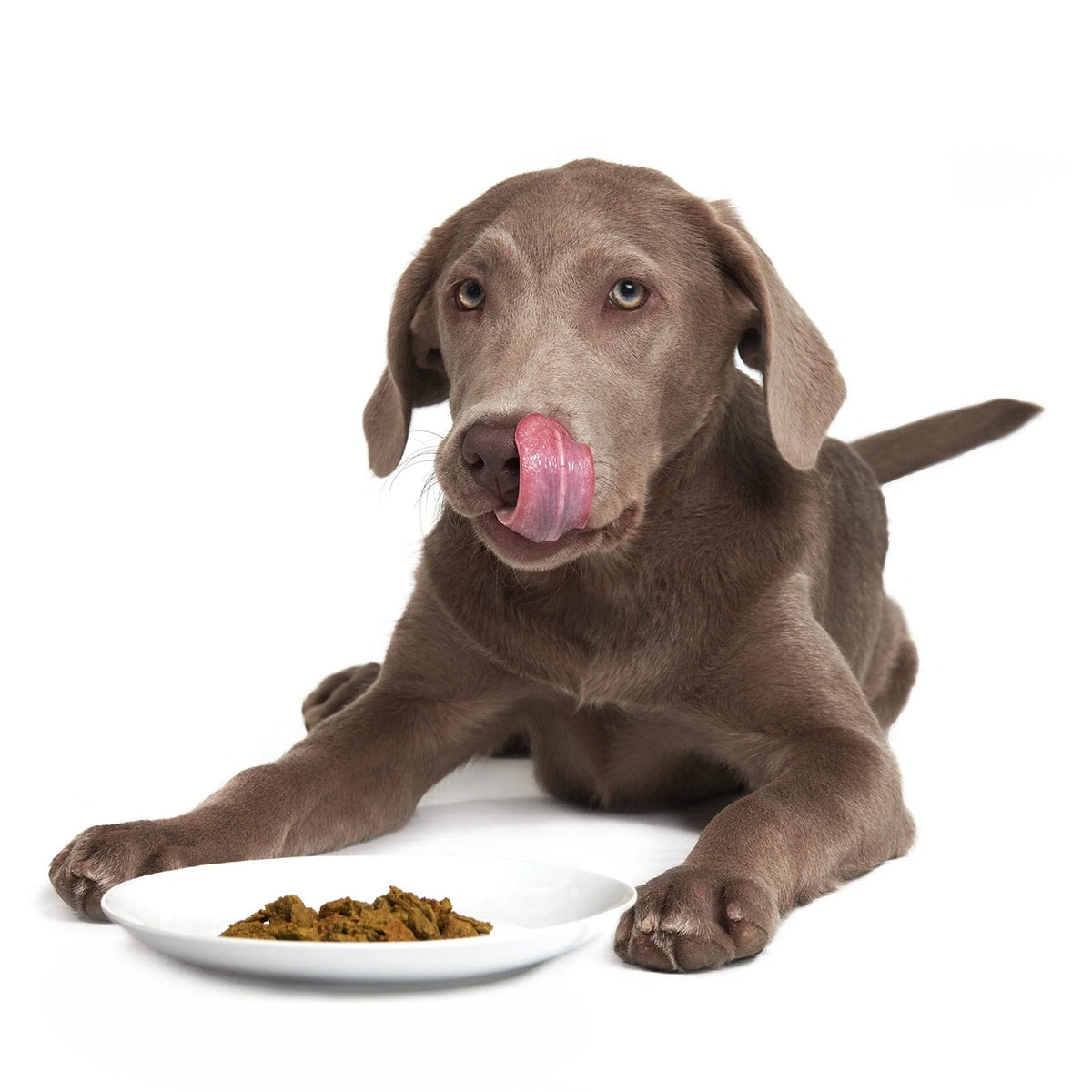 picture of dog behind a bowl of smack lip smacking lamb dog food.  the dog is licking their lips. 