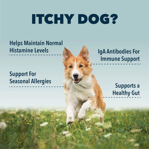 Allergy support for hot sale dogs