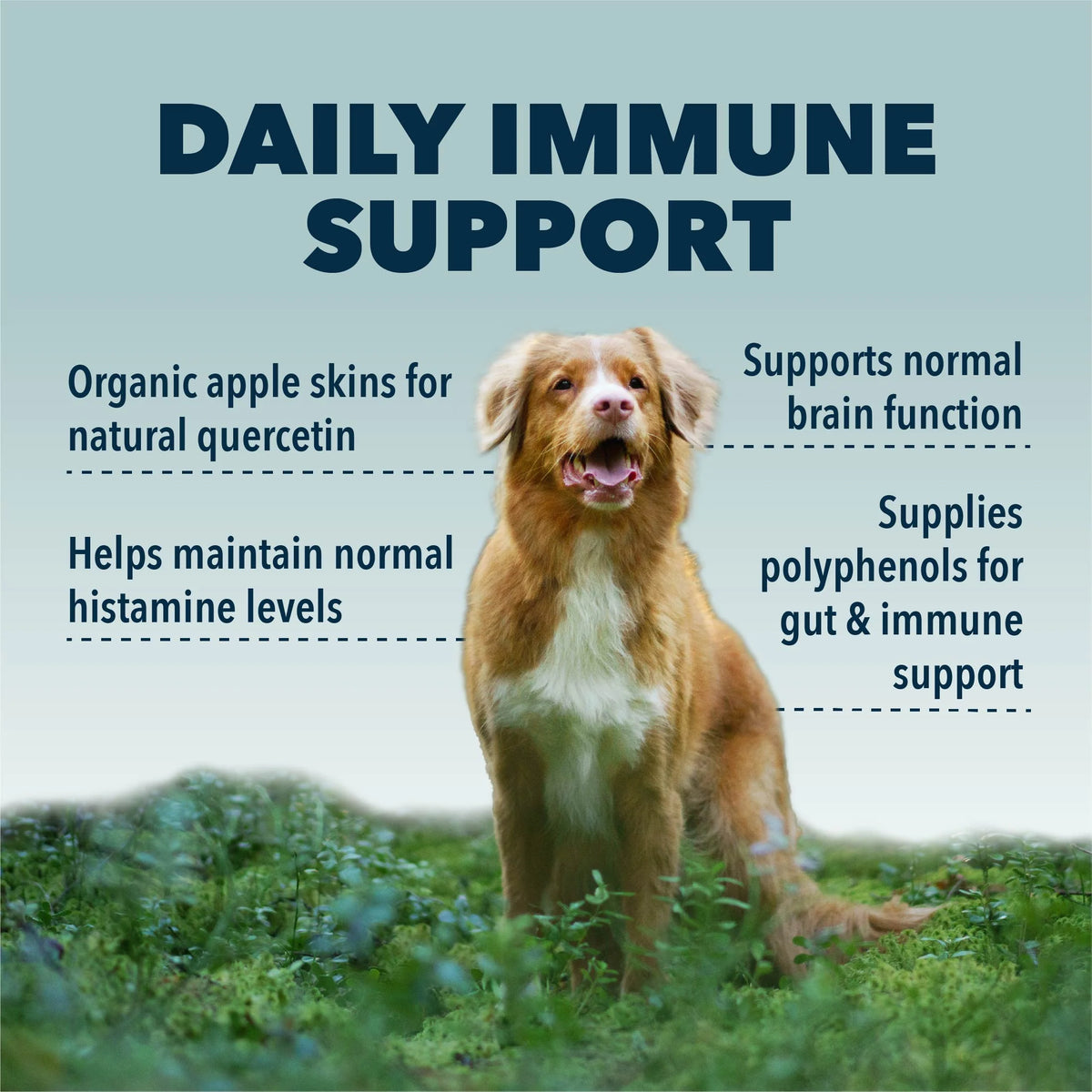 4LR BUNDLE: Allergy Support for Dogs